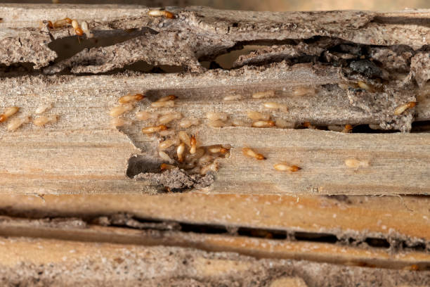 Professional Pest Control in Roland, AR